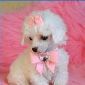 Meet your Posher, Beverly